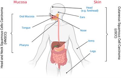 Investigating Cutaneous Squamous Cell Carcinoma in vitro and in vivo: Novel 3D Tools and Animal Models